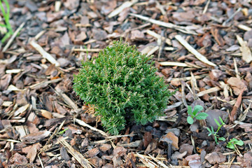 Small thuja occidentalis Teddy in the garden