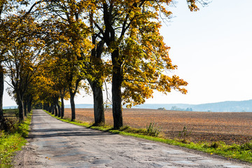 Avenue of trees in autumn. Beautiful road. Background. Sunlight. Nature. Poland.
