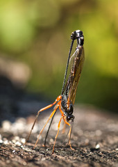 Schwarze Schlupfwespe