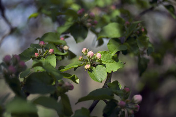 Apple flowers, retro filter effect