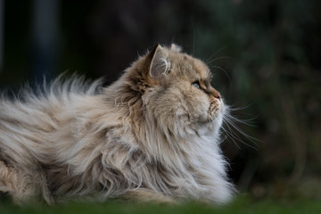 Aufmerksame Katze