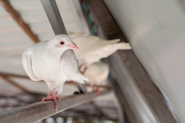 Beautiful white dove sitting in the attic