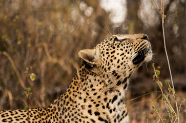 Looking up, Leopard, Sabi Sands Game Reserve, South Africa