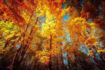 Sunny day in outdoor park with colorful autumn trees. Amazing bright colors of nature landscape