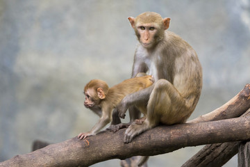 Image of mother monkey and baby monkey sitting on a tree branch.