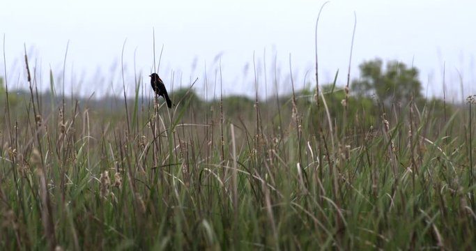 Red winged blackbird perching in tall grass