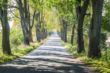 Avenue of trees in autumn. Beautiful road. Background. Sunlight. Nature. Poland.
