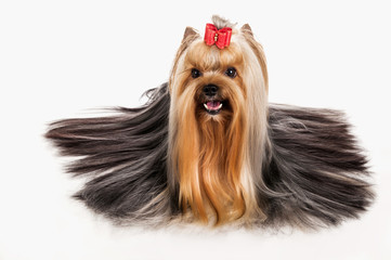 Yorkie puppy on gray background