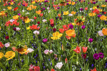 Background of colorful flowets