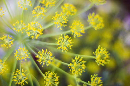 Fennel blossoms.