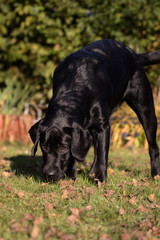 Labrador im Garten in den Natur