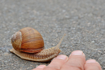 Close-up of the snail near the human hand