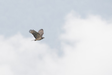 ハチクマ(honey buzzard)
