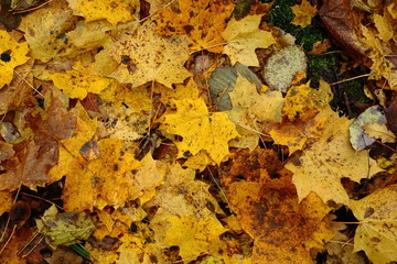 background with autumn colorful leaves