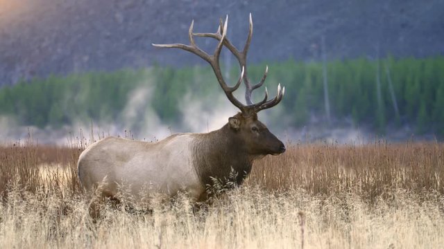 Bull elk standing in grassy field at Yellowstone National Park