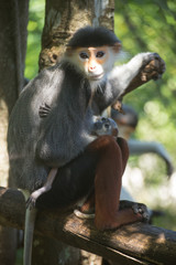 Family of Red-shanked douc langur