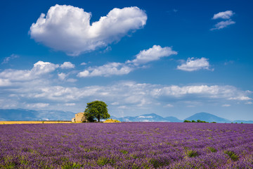 Naklejka premium Lato w Valensole z polami lawendy, kamiennym domem i chmurą w kształcie serca. Lato w Alpes de Hautes Provence, południowych Alpach francuskich we Francji