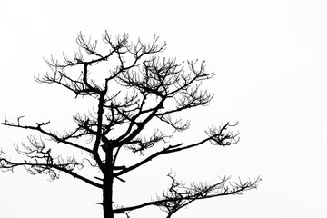 The tree without the leaf in black and white scene.