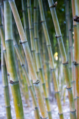 Forest Of Bamboo Canes