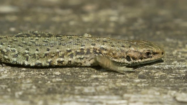 Close-up of a Common Lizard (Zootoca vivipara) basking on in the sun on wood