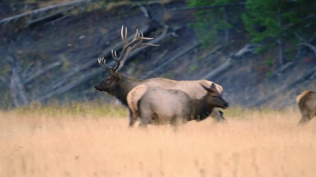 Tracking shot of bull elk running in grassy field