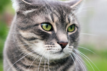 Beautiful gray  relaxing  elegant cat