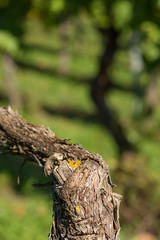 Alte Rinde einer Rebe im Weinberg