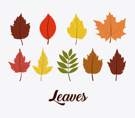 Leaves icon. Autumn season floral garden and nature theme. Colorful design. Vector illustration