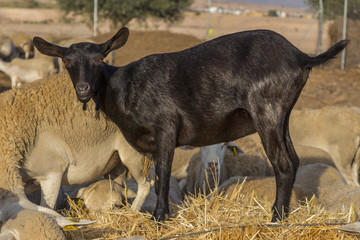 black goat