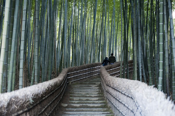 bamboo forest steps