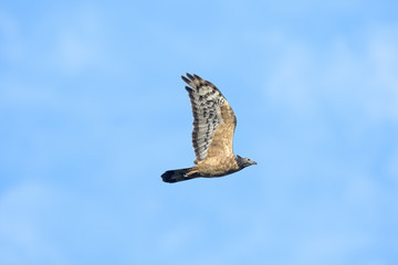 ハチクマ(honey buzzard)