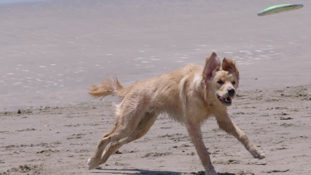Slow motion of golden retriever chasing frisbee on beach