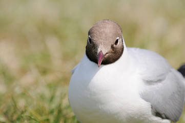 seagull in the nature