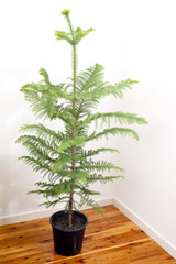 Bare undecorated Christmas tree