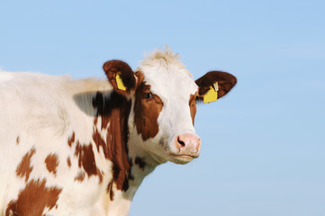 cattle standing  and looking in front of blue sky © Caro