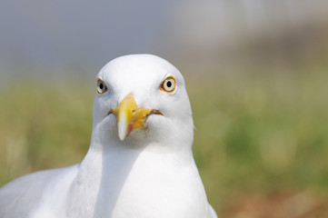 seagull in the nature