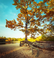 Fototapeta na wymiar Big lonely autumn oak tree with naked roots at sandy lake coast. Amazing bright colors of fall nature landscape