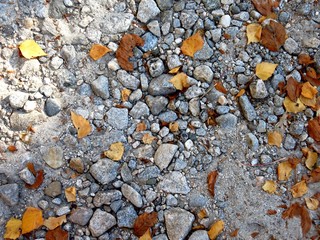 Cailloux et feuilles d'automne