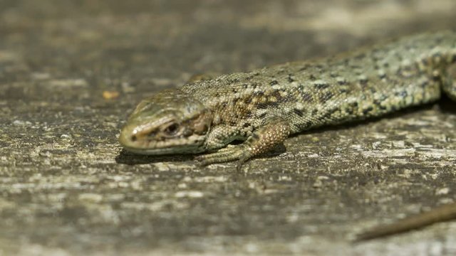 Close-up of a Common Lizard (Zootoca vivipara) basking on in the sun on wood