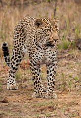 Male leopard standing, Sabi Sands Game Reserve, South Africa
