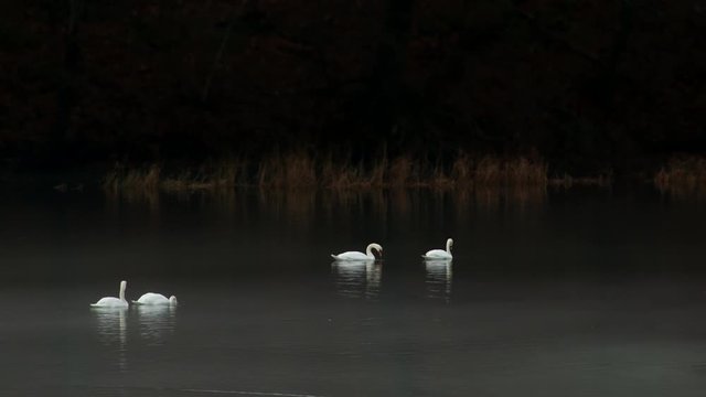 Swans swimming in water