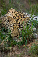 Fototapeta na wymiar Hidden in the grass, Sabi Sands Game Reserve, South Africa