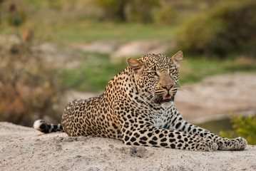 Obraz premium Leopard resting landscape, Sabi Sands Game Reserve, South Africa