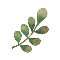 Watercolor autumn leaf isolated on white background