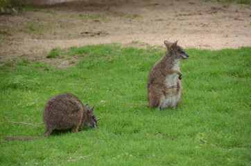 Wildlife 
