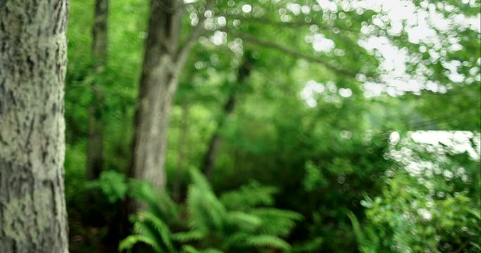 Close up of tree in forest