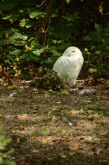 Wildlife 