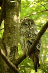 Wildlife 