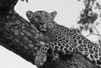 Leopard resting on a tree branch, Sabi Sand Game Reserve, South Africa