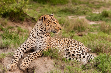 Female leopard resting on a termite mound, Sabi Sands Game Reserve, South Africa